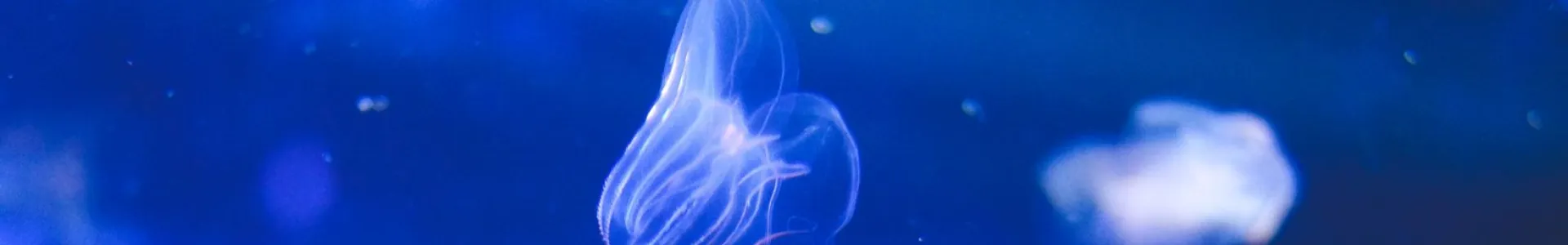 Soft, glowing jellyfish drift through a deep-blue underwater scene, with a dreamy, minimalist composition and pronounced negative space.