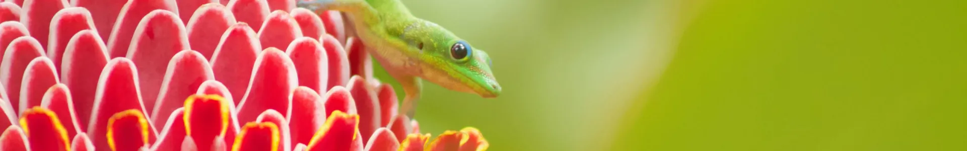 A close-up macro of a bright green lizard perched on a vivid red tropical flower against a soft blurred green background.